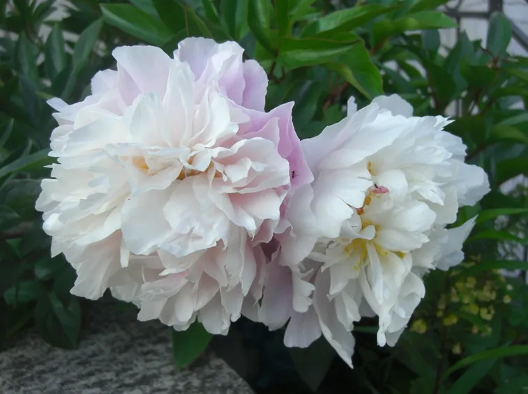 Bellissime piante di peonia
