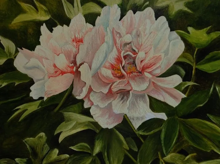 Peonia 
