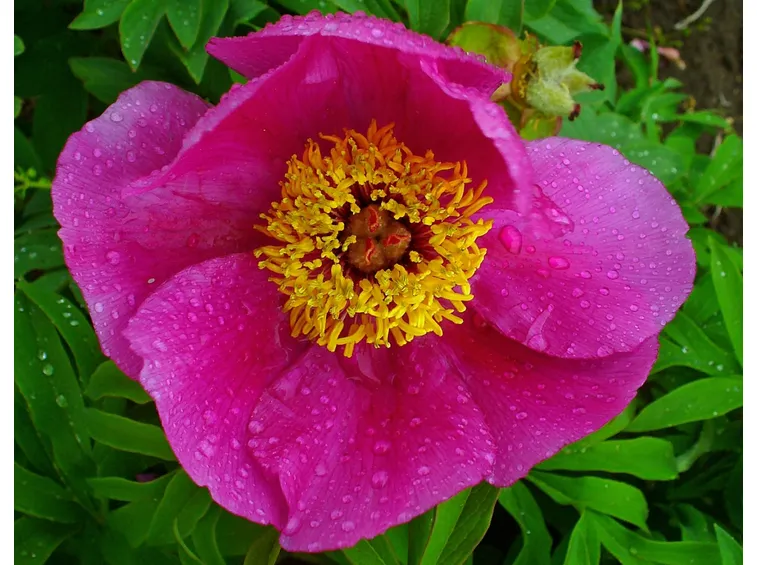 Bellissima peonia officinalis