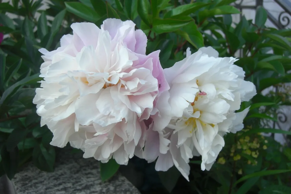 Bellissime piante di peonia