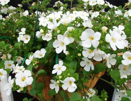 bacopa fiori