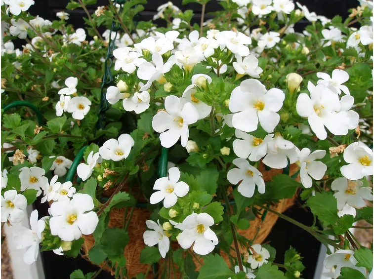 bacopa fiori