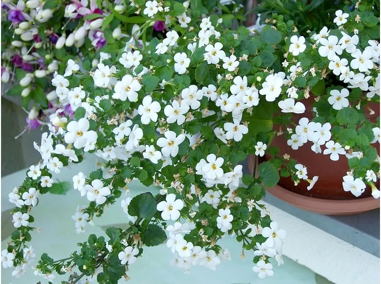 Bacopa in vaso