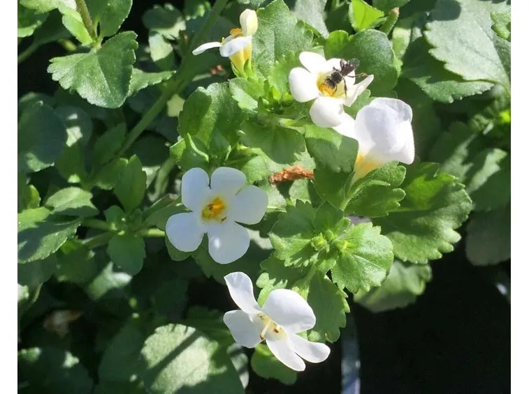 Bacopa fiorita