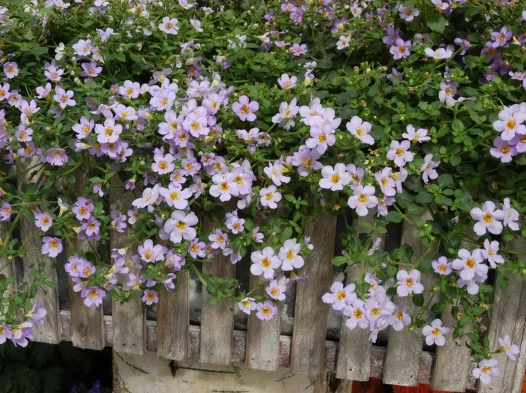 Bacopa con fiori lilla