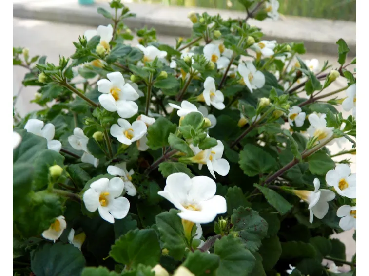 Bacopa coltivazione