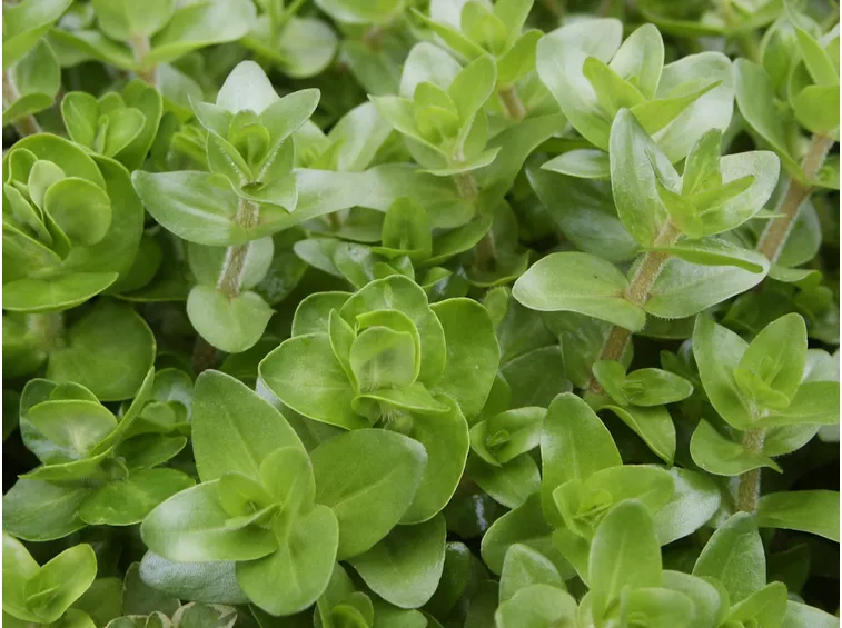 Bacopa pianta acquatica