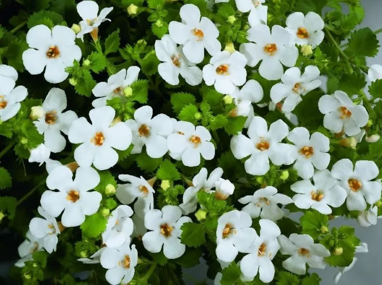 Bacopa Monnieri