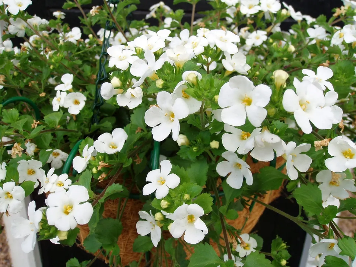 bacopa fiori