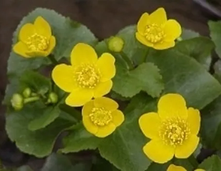 caltha palustris