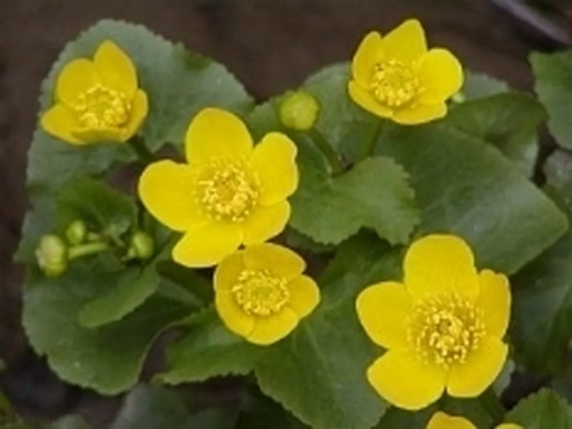 caltha palustris