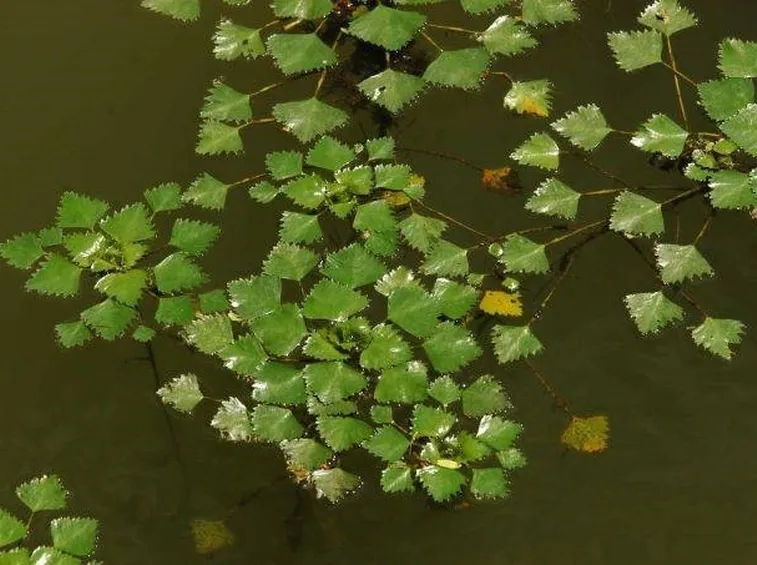 castagne d'acqua