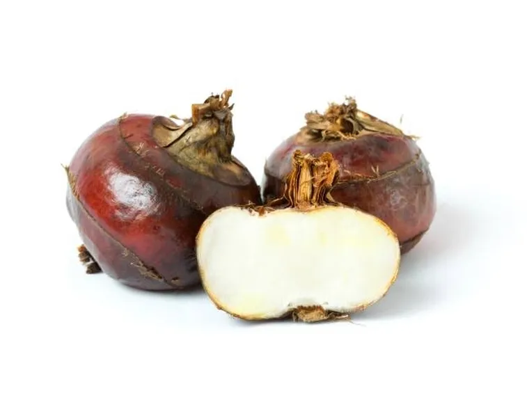 castagna