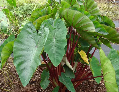 foto colocasia