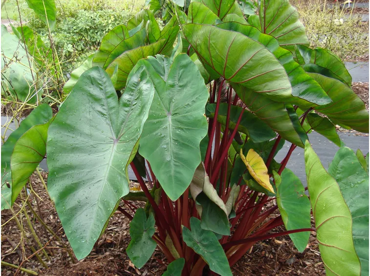 foto colocasia