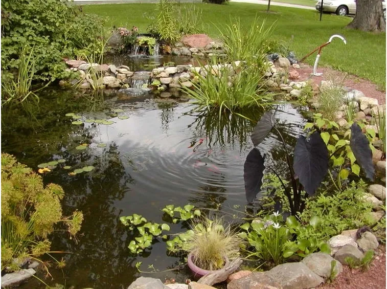 colocasia black magic