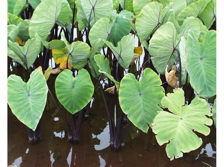 colocasia