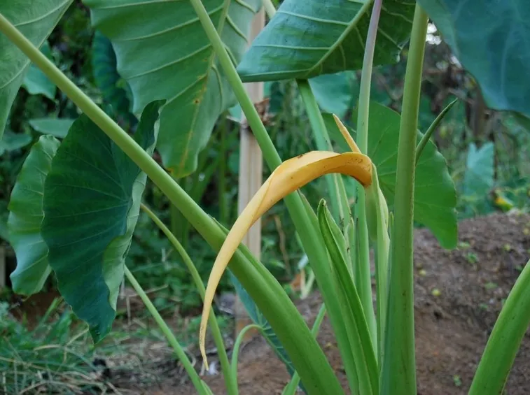 fiore colocasia