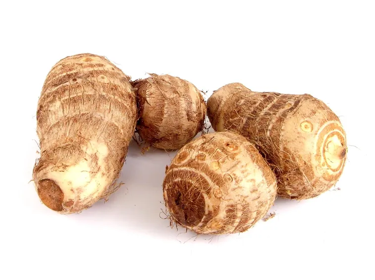 tuberi di colocasia