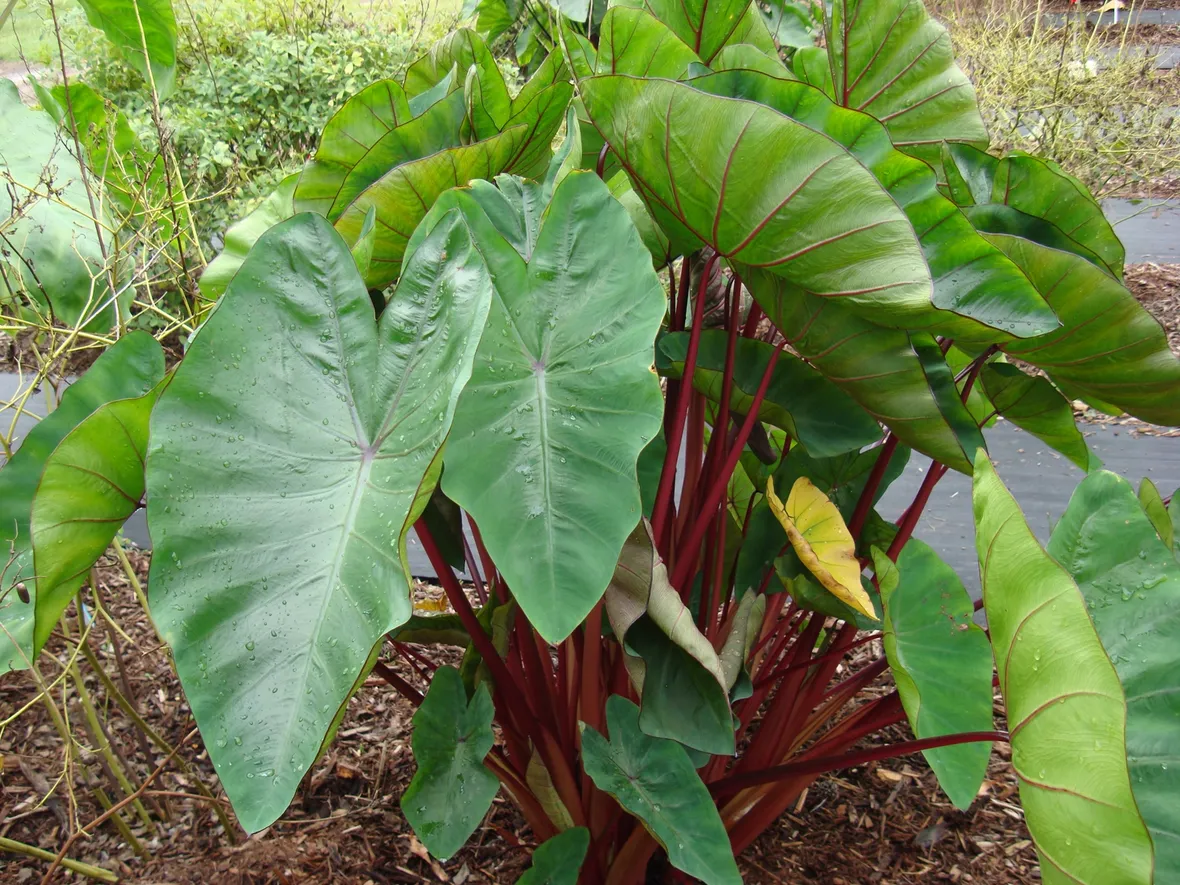 foto colocasia