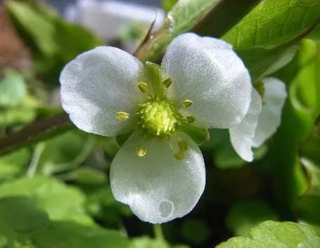 fiori echinodorus