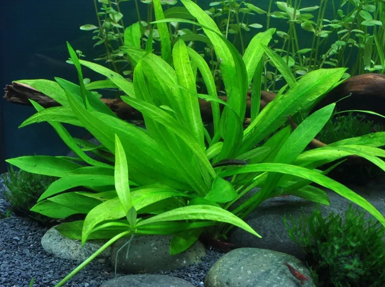 Echinodorus quadricostatus 