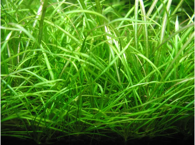 echinodorus