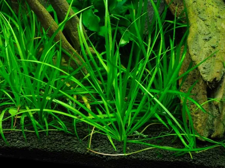 Echinodorus tenellus 