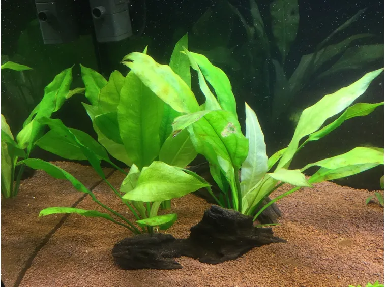 echinodorus bleheri