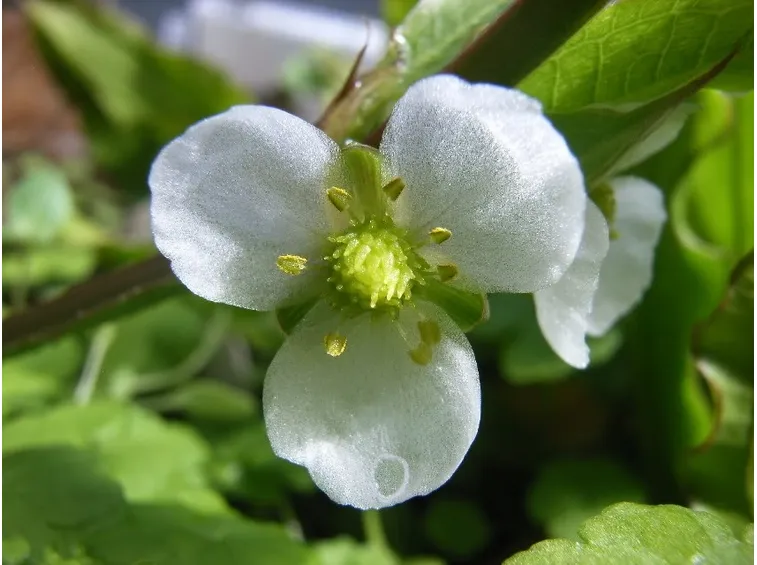 fiore echinodorus