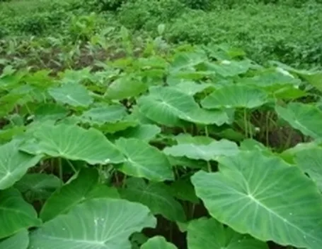 foto della colocasia
