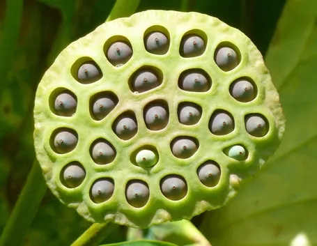 fior di loto