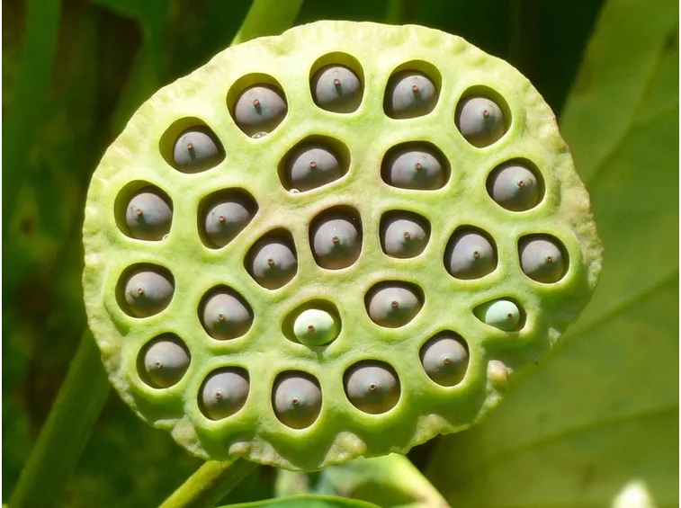 fior di loto