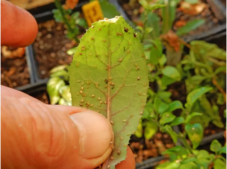 Foglia fiore loto afidi
