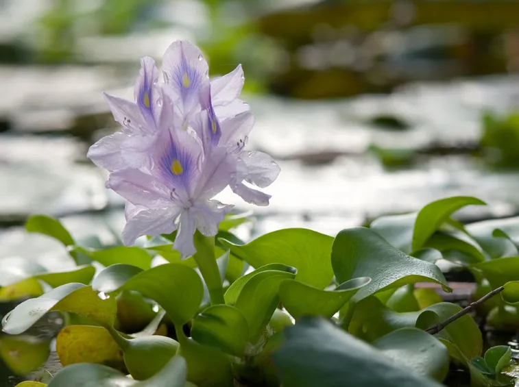 Fiore giacinto d'acqua