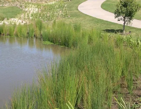 Juncus Effusus