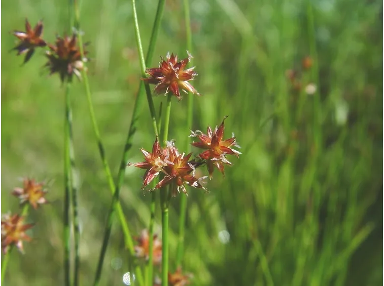 juncus nodosus