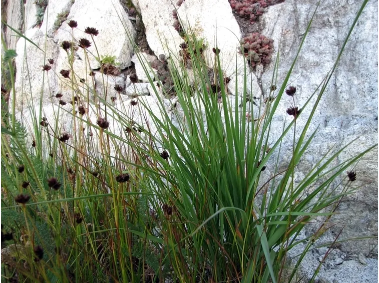 juncus