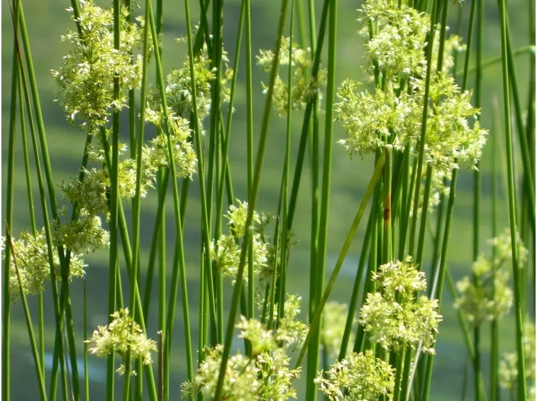 juncus effusus