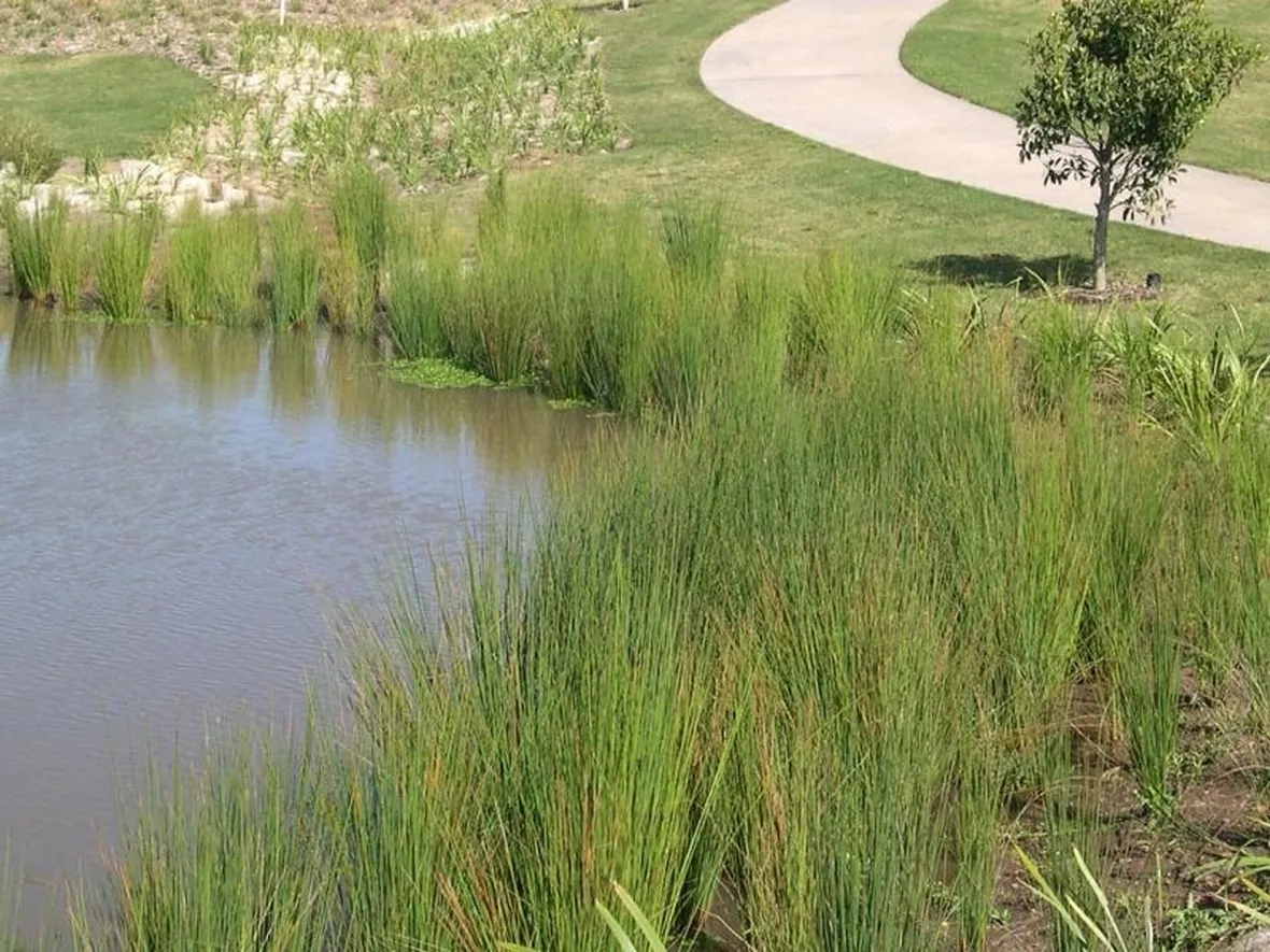 Juncus Effusus