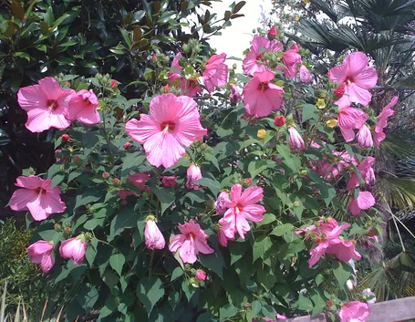 Esemplare hibiscus palustris
