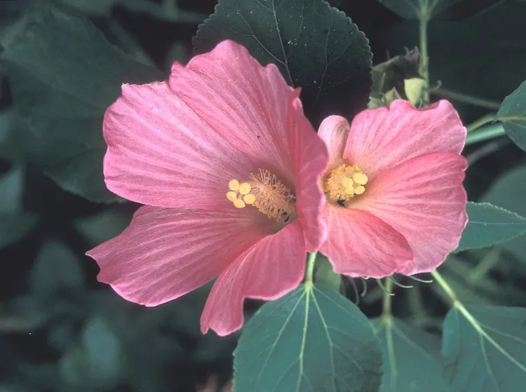 Fiore ibisco palustre