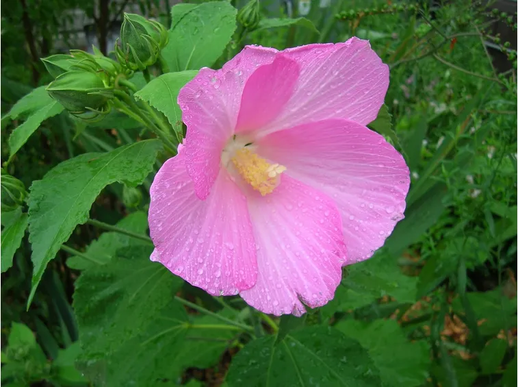 Fioritura ibisco