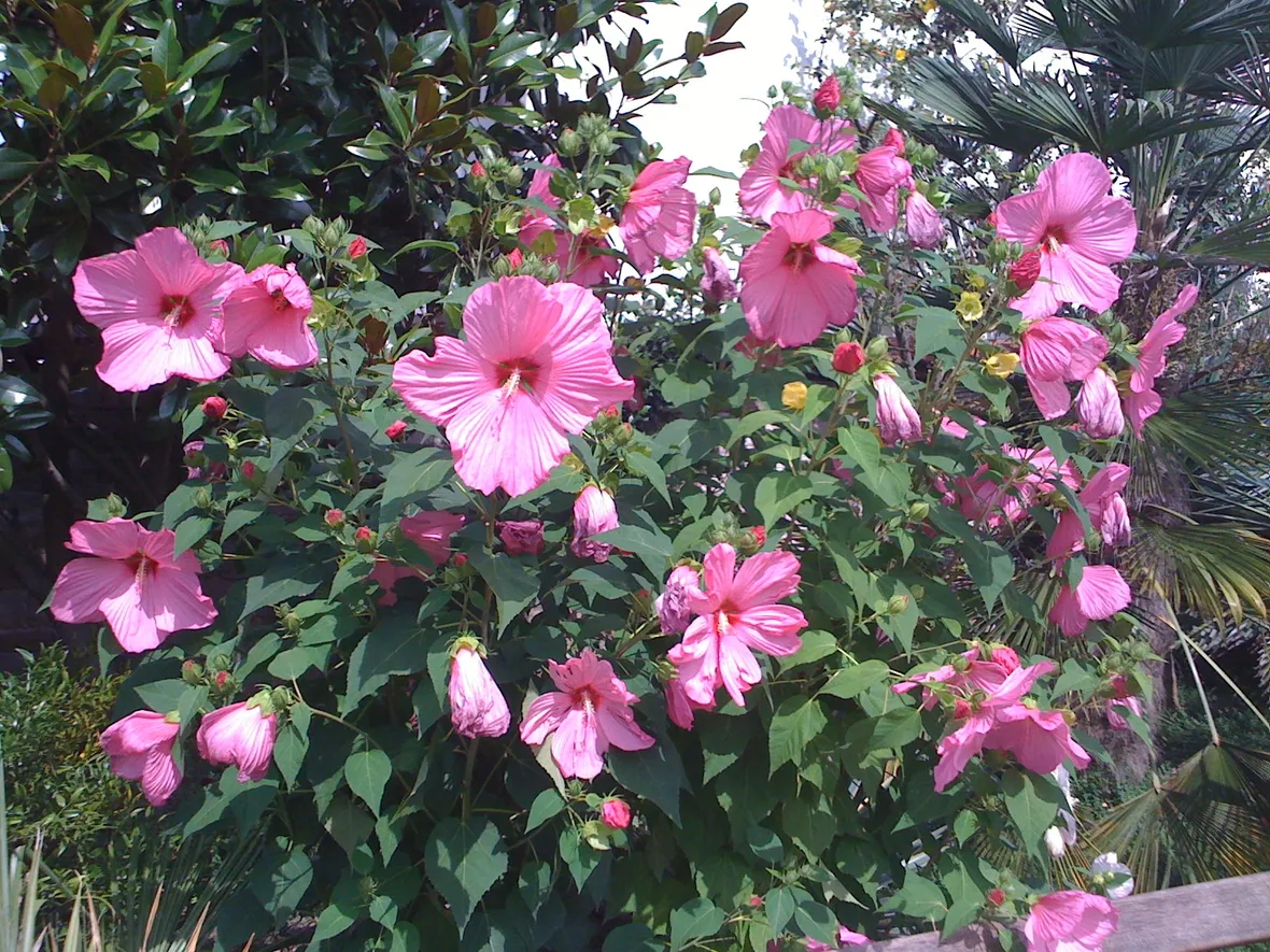 Esemplare hibiscus palustris