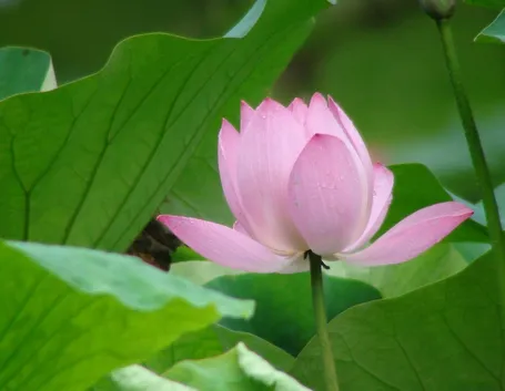 Fiore di loto