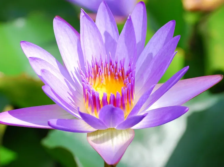 Esemplare di loto violaceo