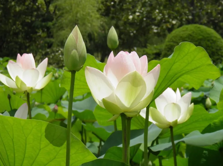 Esemplari di fiori di loto