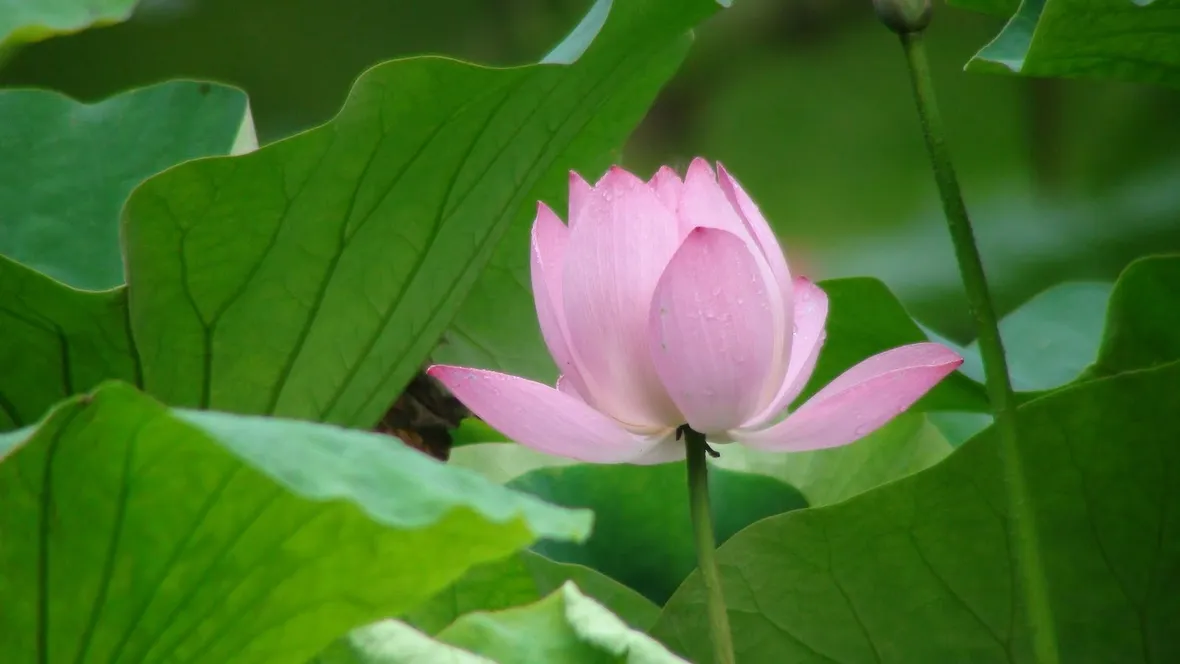 Fiore di loto