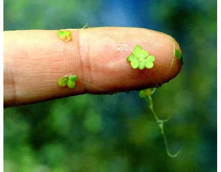 Dettaglio fogliame lenticchia d’acqua