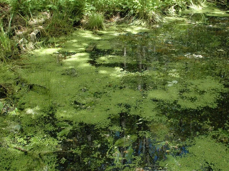 Completa struttura della lenticchia d’acqua